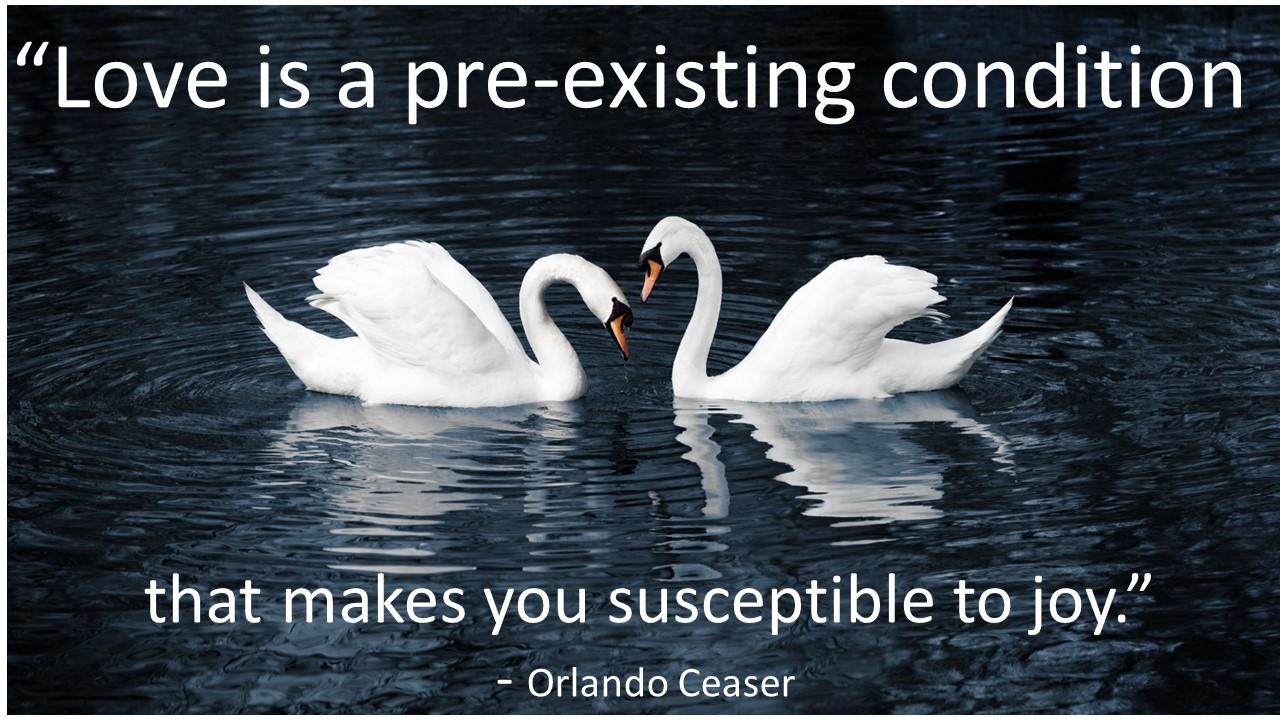 Swans